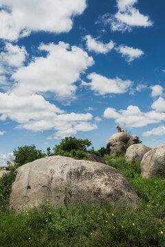 Lion resting on kopje in serengeti landscape