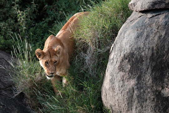 Lioness stalking prey through savanna grass and rocks