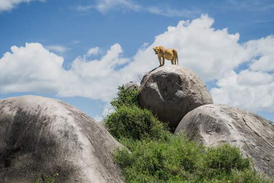 Lioness standing on kopje watching savanna landscape