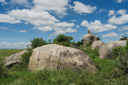 Lioness observing savanna from a kopje rock