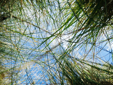 Summer nature grass sky
