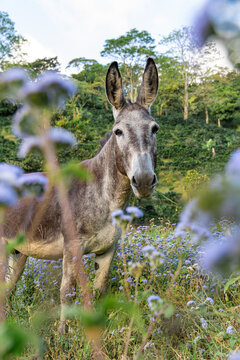 Donkey portrait standing in blooming countryside field