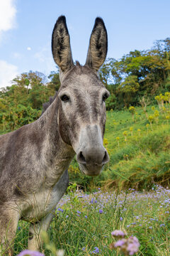 Donkey watching camera standing in green rural meadow
