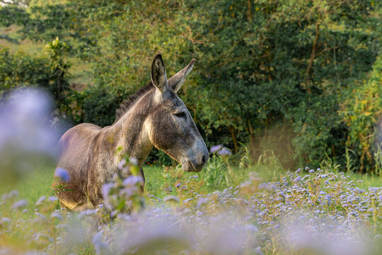 Donkey standing in a field of purple flowers