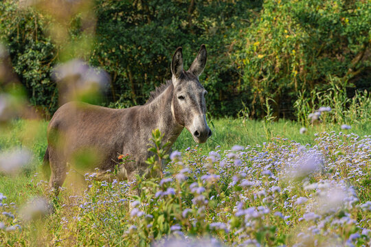 Donkey standing in a field of wildflowers