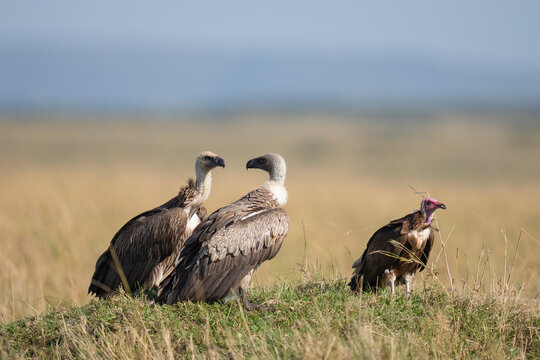 Two White-Backed Vultures And A Hooded Vulture In Masai Mara  