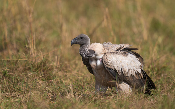 White-Backed Vulture In Masai Mara  