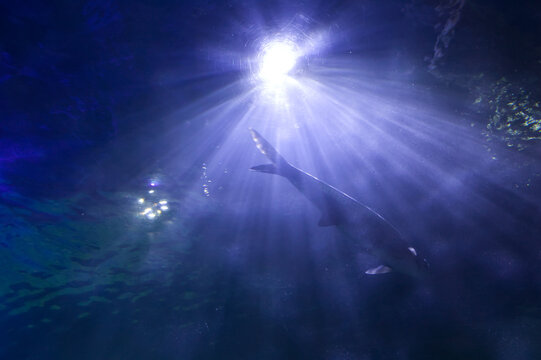 CONTRAPICADA EN EL OCEANO AZUL CON DESTELLO LUMINOSO