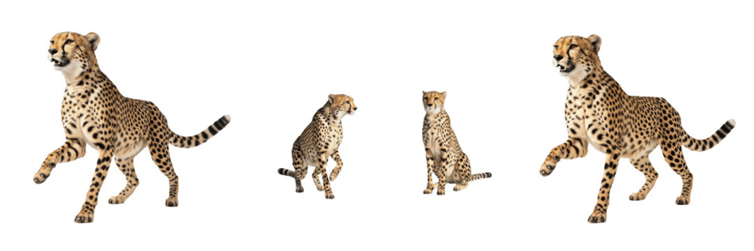 Fastest Land Animal Cheetah - Acinonyx jubatus - Gu&eacute;pard - Guepardo - High Speed Predator SEO Title - Spotted Wild Cat Running in African Savanna Wildlife Photography - Agile Hunter in Open Plains