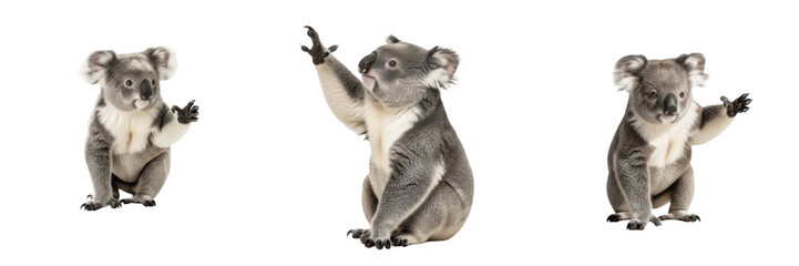 Australian Koala Bear - Phascolarctos cinereus - Koala - Koala - Eucalyptus Tree Mammal SEO Title - Cute Marsupial Sleeping on Branch Wildlife Photography - Iconic Animal of the Australian Outback © Leaf