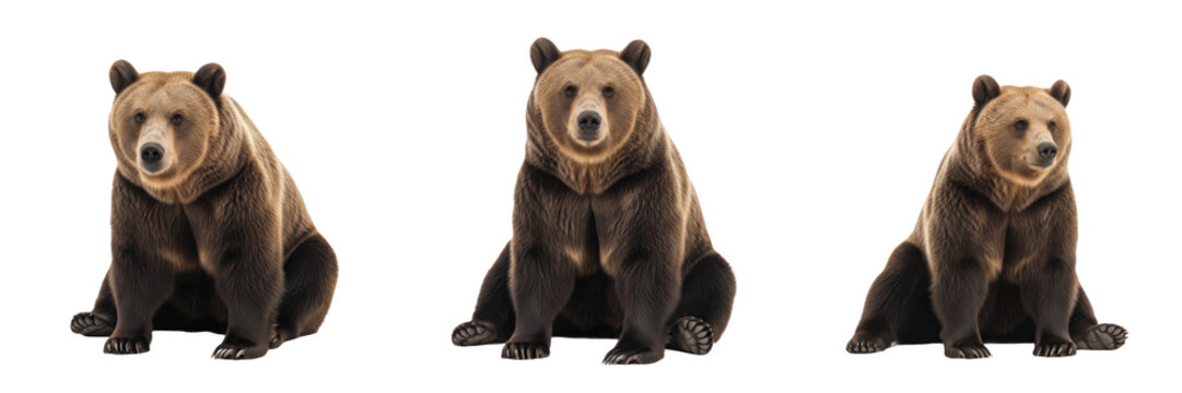 Brown Bear in the Wild - Ursus arctos - Ours brun - Oso pardo - Forest Grizzly SEO Title - Massive Mammal Fishing in River Stream Wildlife Photography - Powerful Predator of the Northern Woods