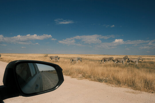 Zebras near dirt road during self-drive safari in Namibia
