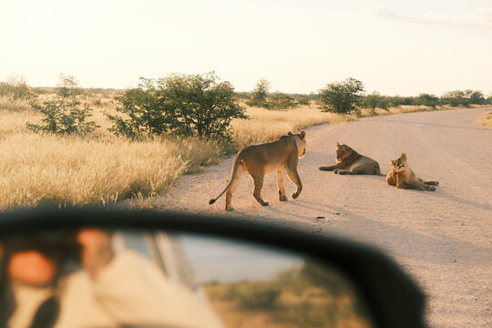 Lions crossing road seen from car during safari in Namibia