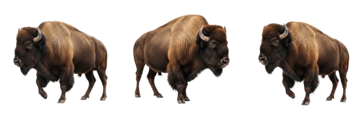Fototapete Büffel American Bison Portrait - Bison bison - Bison d'Amérique - Bisonte - Massive Prairie Mammal SEO Title - North American Buffalo in National Park Wildlife Photography - Iconic Wilderness Animal  © Leaf