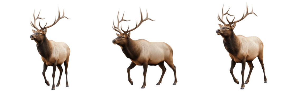 Elk Bull Bugling - Cervus canadensis - Wapiti - Alce - Large Antlered Mammal SEO Title - Magnificent Male Elk in Autumn Forest Meadow Wildlife Photography - Rocky Mountain National Park Wildlife