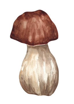 Boletus edulis
