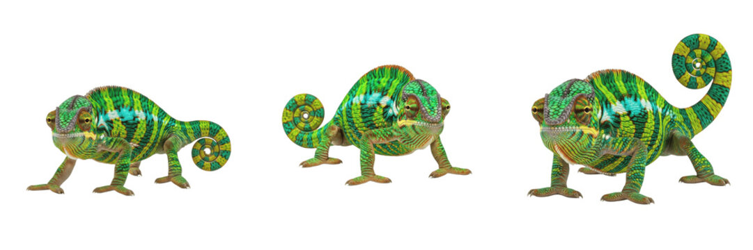 Chameleon Changing Color - Chamaeleonidae - Cam&eacute;l&eacute;on - Camale&oacute;n - Unique Reptile SEO Title - Color Changing Lizard with Long Tongue Wildlife Photography - Exotic Madagascar Rainforest Animal Photo