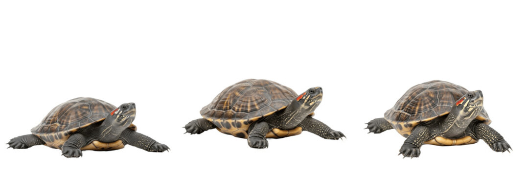 Box Turtle in Grass - Terrapene - Tortue - Tortuga - Land Dwelling Reptile SEO Title - Small Shelled Animal with Colorful Shell Wildlife Photography - Cute Woodland Turtle in Natural Habitat