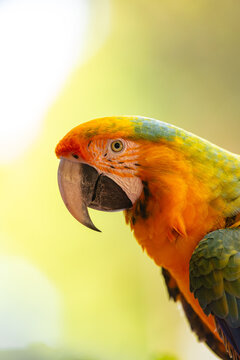 Colorful macaw parrot looking sideways in nature