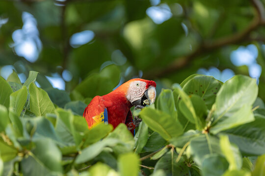 Scarlet macaw feeding on a tree branch in a tropical jungle