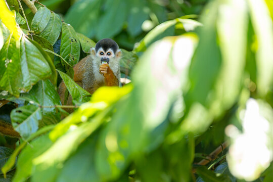 Squirrel monkey eating fruit in lush tropical foliage