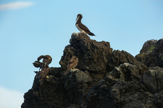 Group of brown boobies resting on a rugged rock formation.