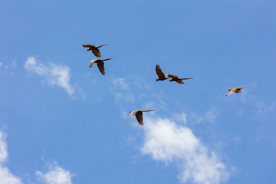 Flying scarlet macaw flock soaring through blue sky