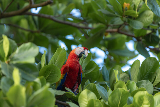 Scarlet macaw perching amongst lush green tropical leaves