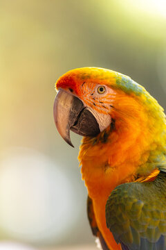 Colorful parrot head with vibrant orange plumage