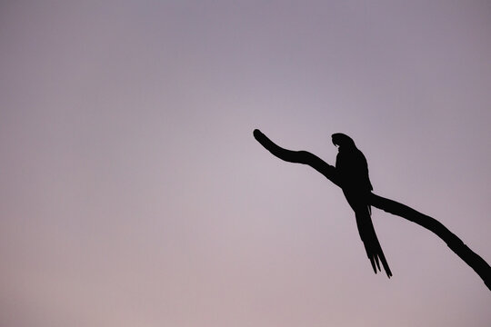 Macaw bird silhouette on branch during sunset dusk