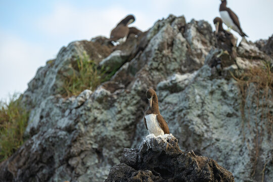 Brown boobies perched on rocky cliffs facing the sea.