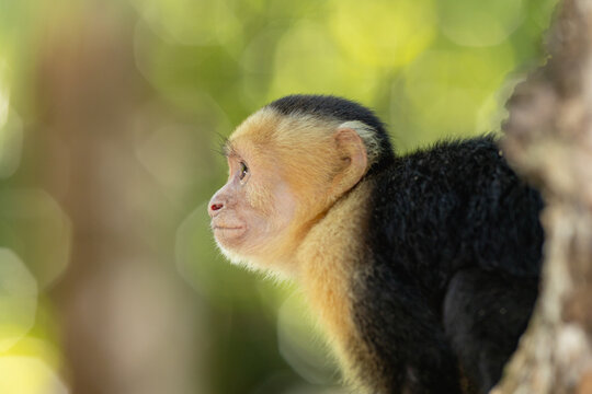 White-faced capuchin monkey looking right in jungle