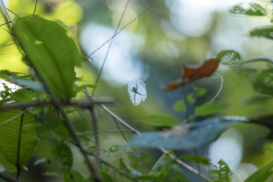 Spider in its web creating stabilimentum in nature