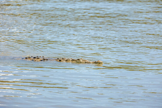 Crocodilian reptile swimming in natural river water habitat