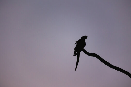 Solitary parrot silhouette perching on branch at dusk