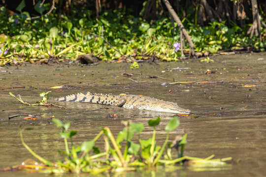 Crocodile resting in muddy water showing powerful camouflage