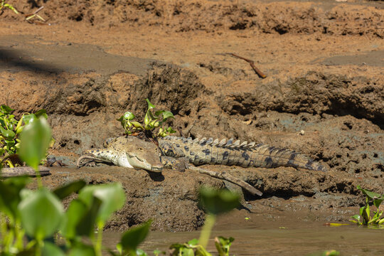 Crocodile resting on muddy river bank in wildlife habitat