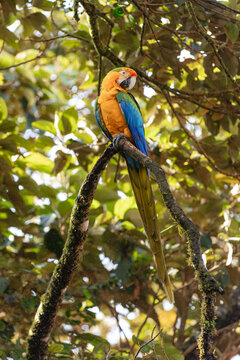 Macaw bird perching on tree branch in jungle