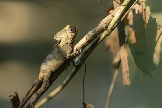  Helmet Basilisk camouflaged on a tree branch in tropical nat