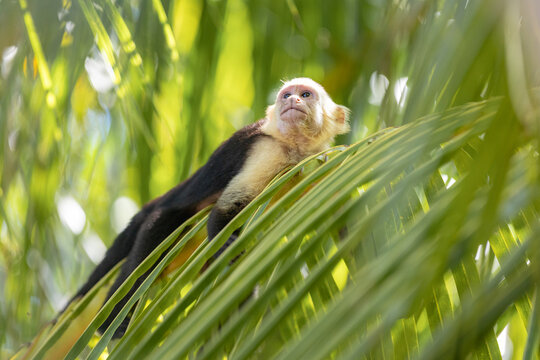 White-faced capuchin monkey looking up in tropical jungle