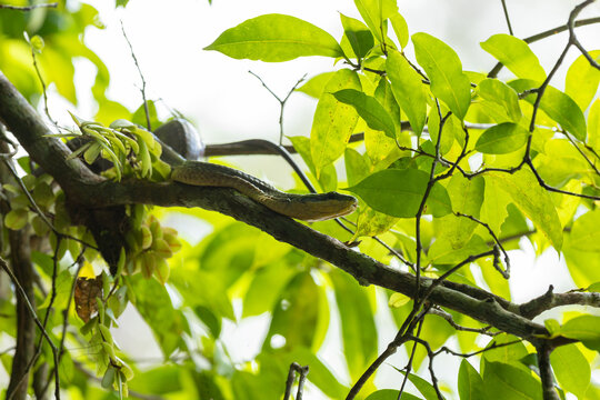 Green snake camouflaging on a tree branch in bright forest