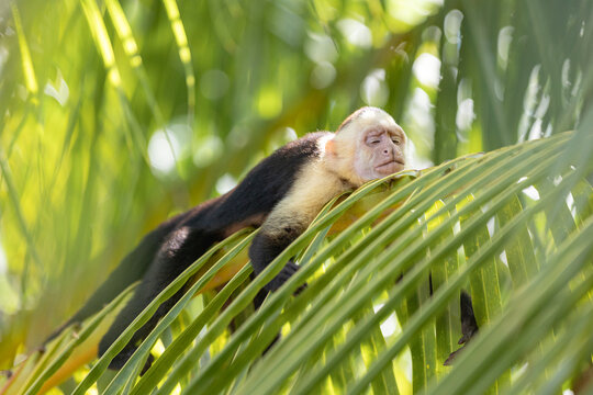 White-headed capuchin monkey sleeping peacefully on palm frond