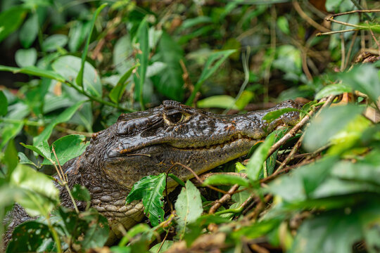 Caiman emerging from dense jungle vegetation