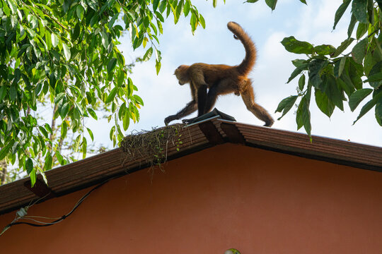 Spider monkey walking on building roof under trees