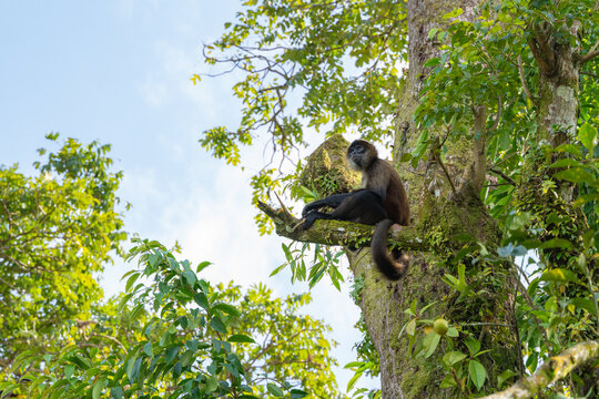 Spider monkey sitting on a tree branch in rainforest
