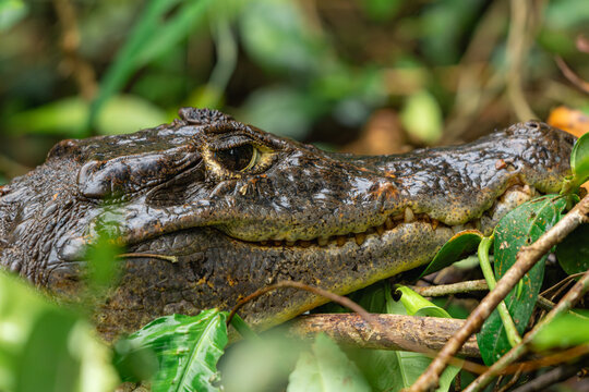 Caiman emerging from dense tropical jungle habitat