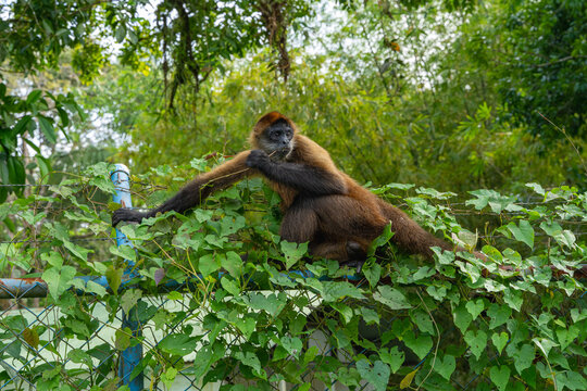 Spider monkey climbing fence eating foliage in jungle