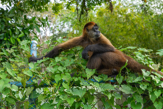 Howler monkey resting on a fence covered in tropical vegetation.