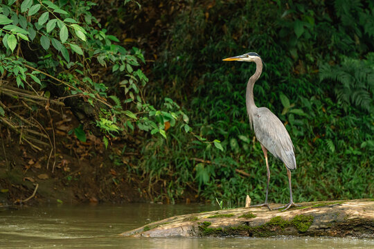 Great blue heron standing on log in rainforest river