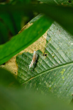 Cicada being eaten by a fungus